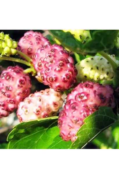 Morus Kruzhevo — ягоди, що тішать око і смакові рецептори.